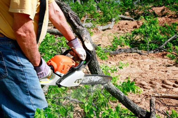 Best Tree Stump Removal  in East Franklin, NJ